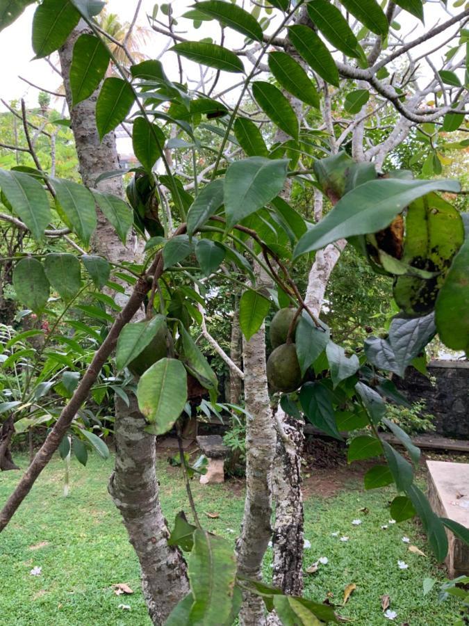 Lali Villa & Fruit Garden ガル エクステリア 写真