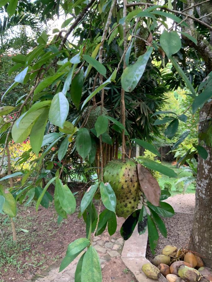Lali Villa & Fruit Garden ガル エクステリア 写真